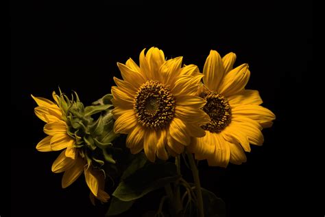 Wallpaper Plants Sunflowers Yellow Flowers Simple Background