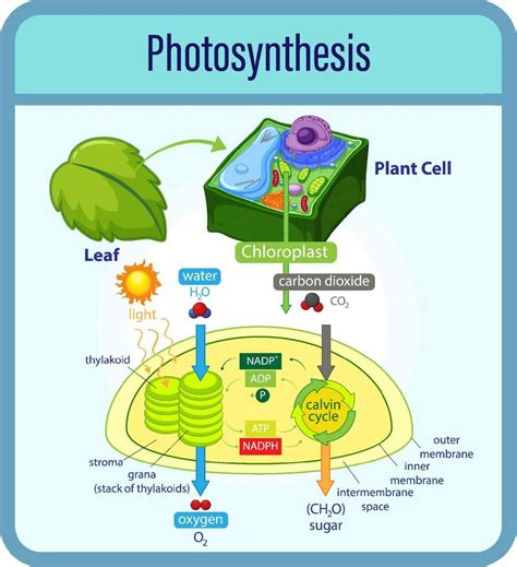 Diagram Showing Process Of Photosynthesis With Plant And Cells 7251241