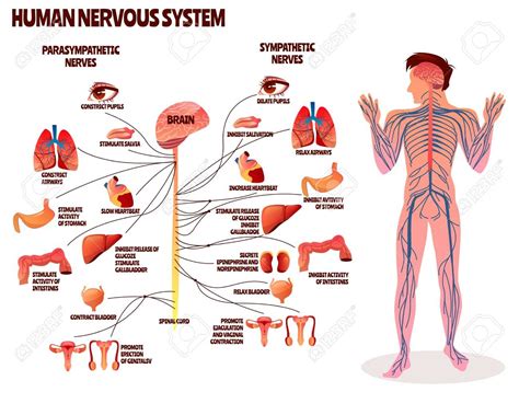 The nervous system, essentially the body's electrical wiring, is a complex collection of nerves and specialized cells known as neurons that transmit signals between different parts of the body. Stock Vector | Human nervous system, Cartoon design ...