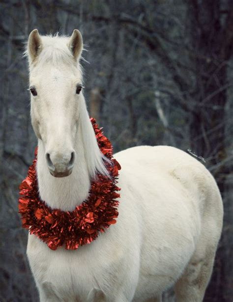 What Do I Want For Christmas Christmas Horses Christmas Horse
