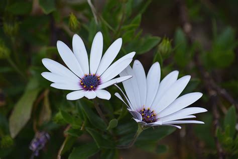Free Photo White Petaled Flower Garden Summer Stem