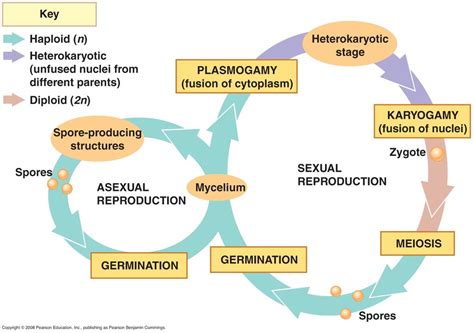 Fungi Life Cycle Explained Marin Wick