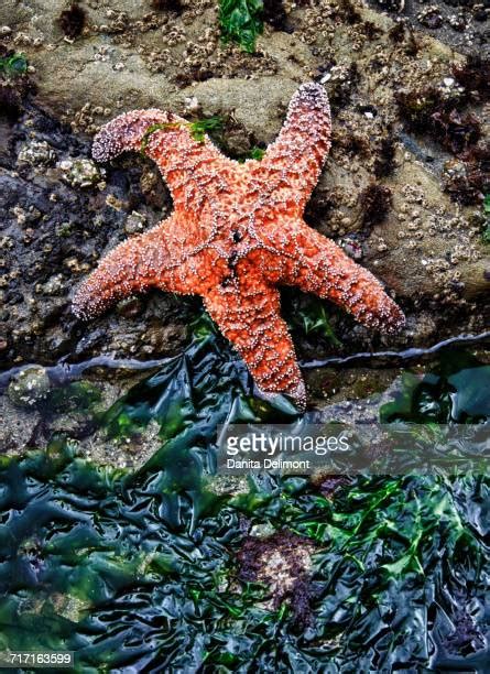 Ochre Sea Star Photos And Premium High Res Pictures Getty Images