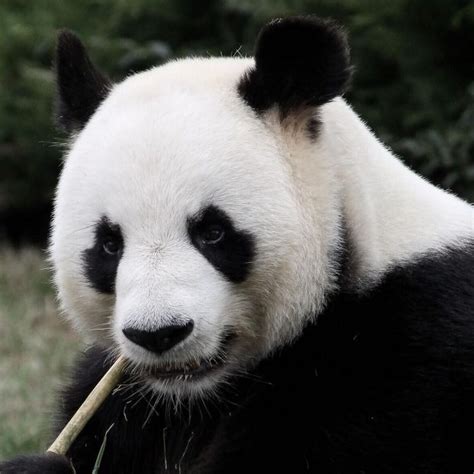 Giant Pandas No Longer Listed As Endangered Livekindly Panda Giant