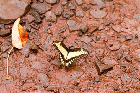 Borboleta De Swallowtail Do Tigre Imagem De Stock Imagem De Jardim