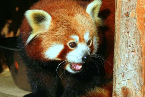 Angry Red Panda Red Panda Panda Red