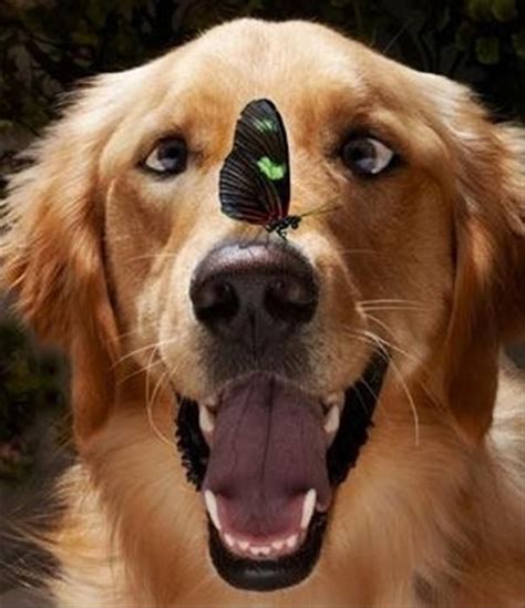 Butterfly Nose Dog Stuff That Makes Me Happy Pinterest