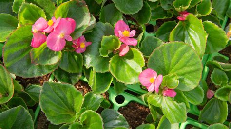 Begonia Growing Guide Choose The Right Begonia Mulhall S