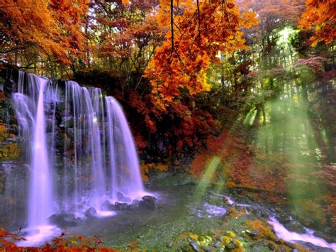 Autumn Forest Falls 2560x1600 0876