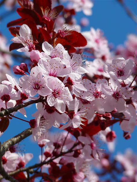 Ornamental Blossom Trees Photos