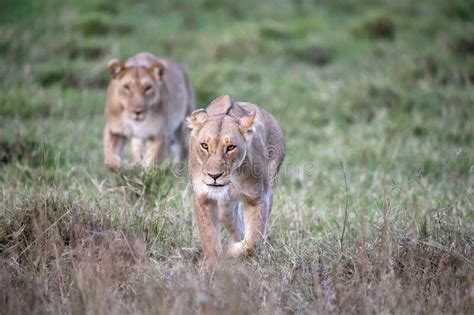 Two Lionesses Panthera Leo Walk Through The Cool Grass Of The Masai