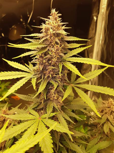 Purple Kush Cbd 11 Auto Feminised Cannabis Seeds Seedsman