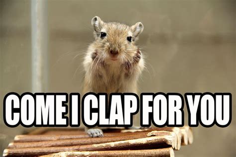 Pin On Funny Gerbil Memes Pictures Videos And Quotes