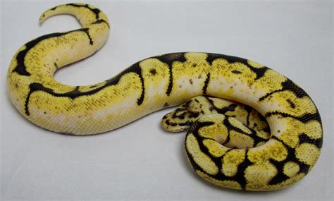 Ball Python Bumblebee Male 2013 Twin Cities Reptiles