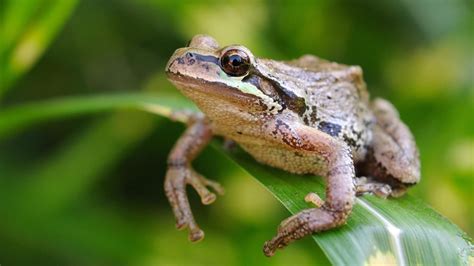 In present times, many people hold no idea that frogs eat as well, apart from being the prey for bigger animals. What Do Pacific Tree Frogs Eat? | Reference.com