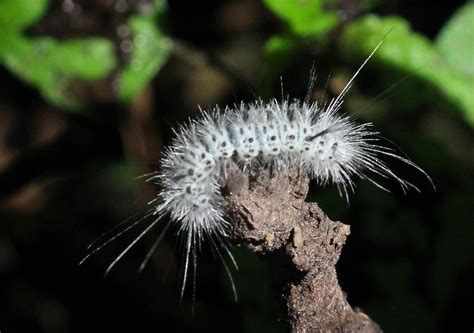 Hickory Tussock Moth Caterpillar At Dwgnra Hickory Tussock Tom