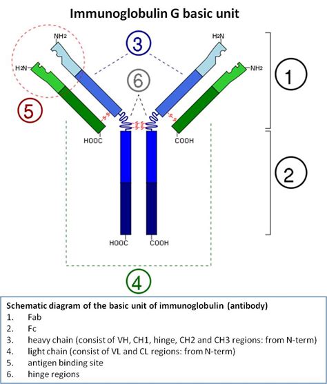 Immunoglobulin G Igg Structure Properties And Functions Overall