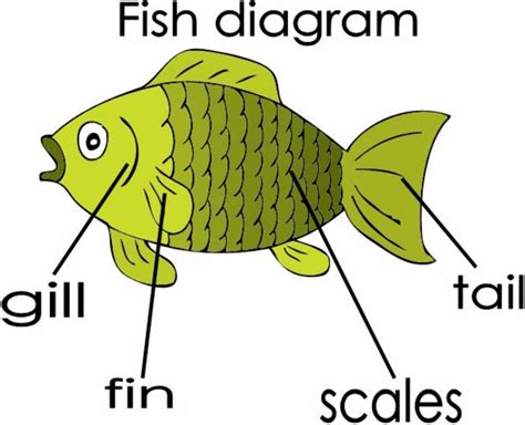 Maybe you would like to learn more about one of these? Fish diagram flashcard