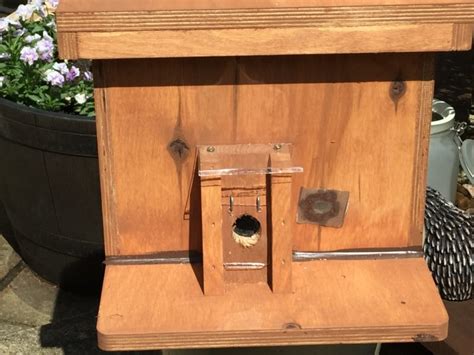If you look closely (and carefully) you'll see that carpenter bees have smooth, black abdomens where bumblebee have furry abdomens. Award Winning Bumblebee Nest Box | nurturing nature