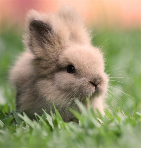 Classy Rabbit Cute Bunny Pictures Fluffy Animals Cute Animals