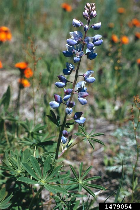Maybe you would like to learn more about one of these? perennial lupine, Lupinus perennis (Fabales: Fabaceae ...