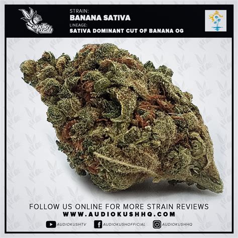 Strain Review Banana Sativa Flower Audiokush