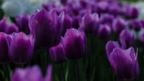 Dark Spring Purple Tulips Flowers Field Blur Background Hd Flowers