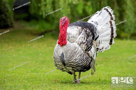 Domesticated Turkey Meleagris Gallopavo F Domestica Cock Saxony Anhalt Germany Foto De