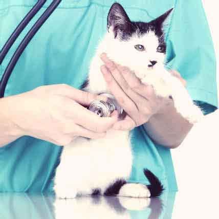 What are the signs of ringworm? 3 Dangers of an Enlarged Heart in Cats | PetCareRx