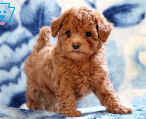 What are the maltipoo dogs like? Maltipoo Puppies For Sale | Puppy Adoption | Keystone Puppies