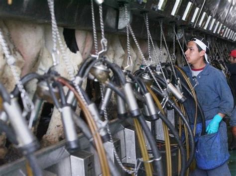 Big Dairy Farms In Woodville Area Get Permits The Blade