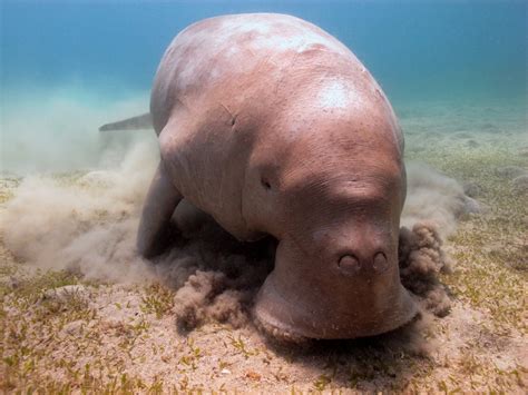 What Is A Manatee American Oceans