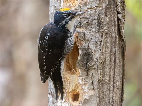 Minnesota Woodpeckers 9 Of Your Favorite Bark Borers Named