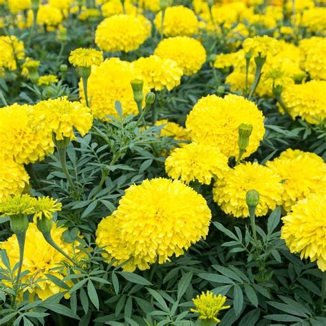 Marigold Yellow Flower Seeds Affordable Succulent Store