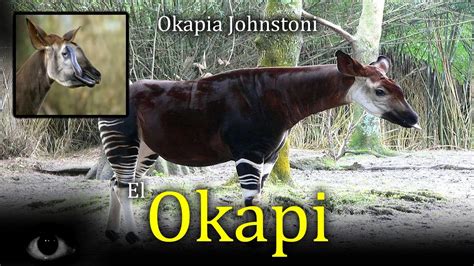 El Okapi ¿híbrido Mitad Cebra Mitad Jirafa Youtube