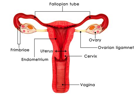 Blank Diagram Of Human Reproductive Systems The Anatomy Of The Female Reproductive System