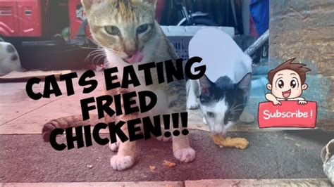 Cats Eating Fried Chicken Gave By Their Lovable Ownersidewalk Vendor