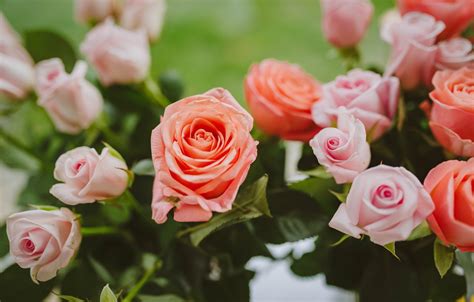 Rose Beautiful Flower Wallpaper Download Vintage Roses Beautiful