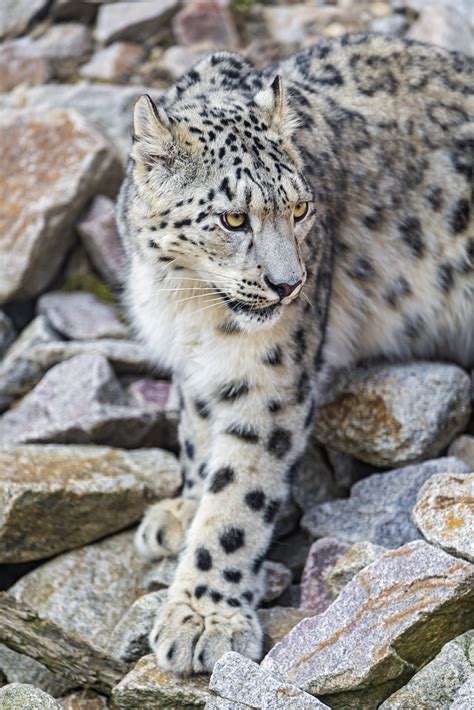 Snow Leopard About To Walk One Of The Young Snow Leopards Flickr