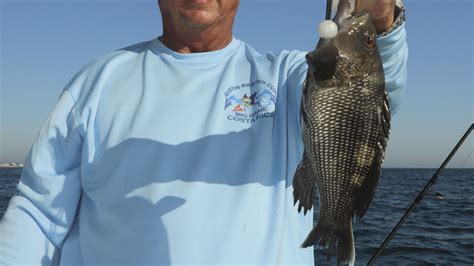 Black Sea Bass Season Closes Dec 1 North Of Cape Hatteras Carolina Sportsman