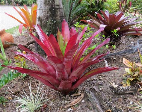 Incidentally, this plant will do okay in partial shade, though it won't produce as many flowers as it will in full sun. Full sun bromeliads - Google Search | Bromeliads, Full sun ...
