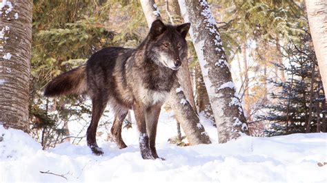 41 Hintergrundbilder Winter Tiere Wolf Cognisingbrains