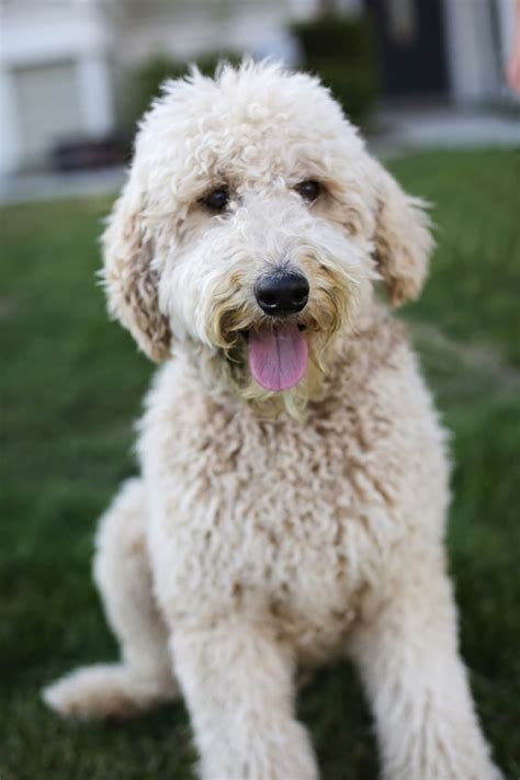The goldendoodle is a family oriented dog like that of the golden retriever providing it is over 25 pounds in genetic body weight. Faithful Doodles: New Kids On The Block | Southern ...