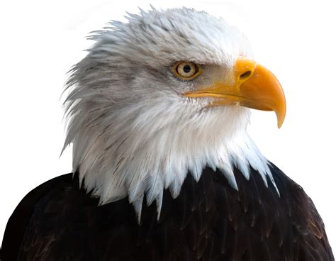 Eagle PNG Image - PurePNG | Free transparent CC0 PNG Image Library