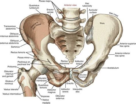 for detailed anatomy of pelvic bones, read anatomy of hip bone. Pin by Melvin Drayton on CST | Muscle anatomy, Hip anatomy, Anatomy