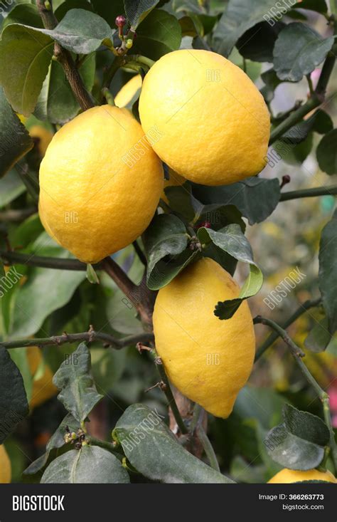 As a child i grew up in a house named fruit trees don't like to be moved so it is important to get the location right first time. Fruiting Lemon Tree Image & Photo (Free Trial) | Bigstock