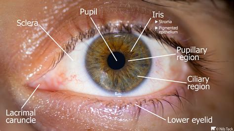 Iris In Human Eye Anatomy