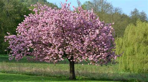 In spring, the magnolia produces large. Magnolia Trees and Shrubs: Care and Growing Guide (Pictures)