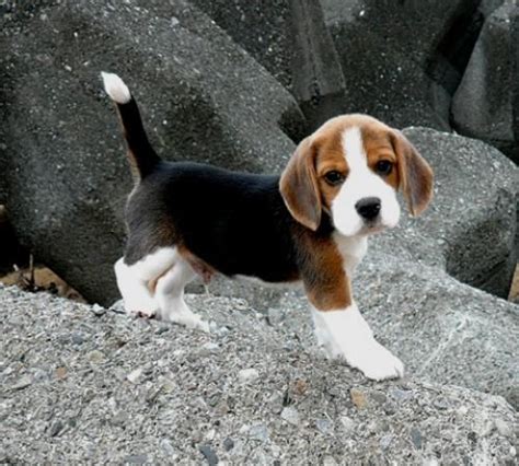 19 Reasons Why Beagles Are The Worst Dogs To Live With
