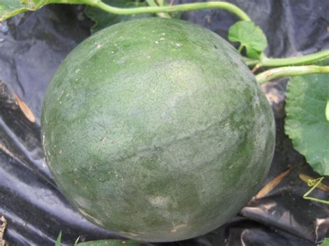What should the stripes be on a watermelon? How to Tell If a Watermelon Is Ripe? | Old Farmer's Almanac